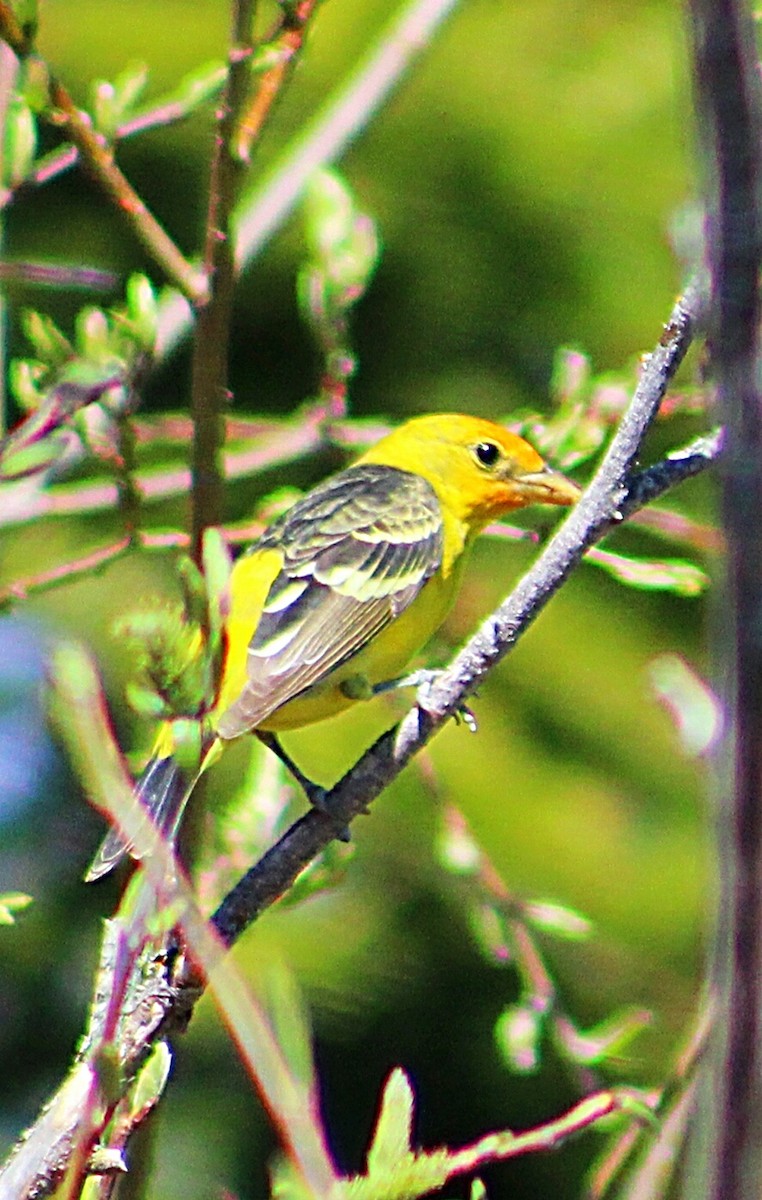 Western Tanager - ML237660641