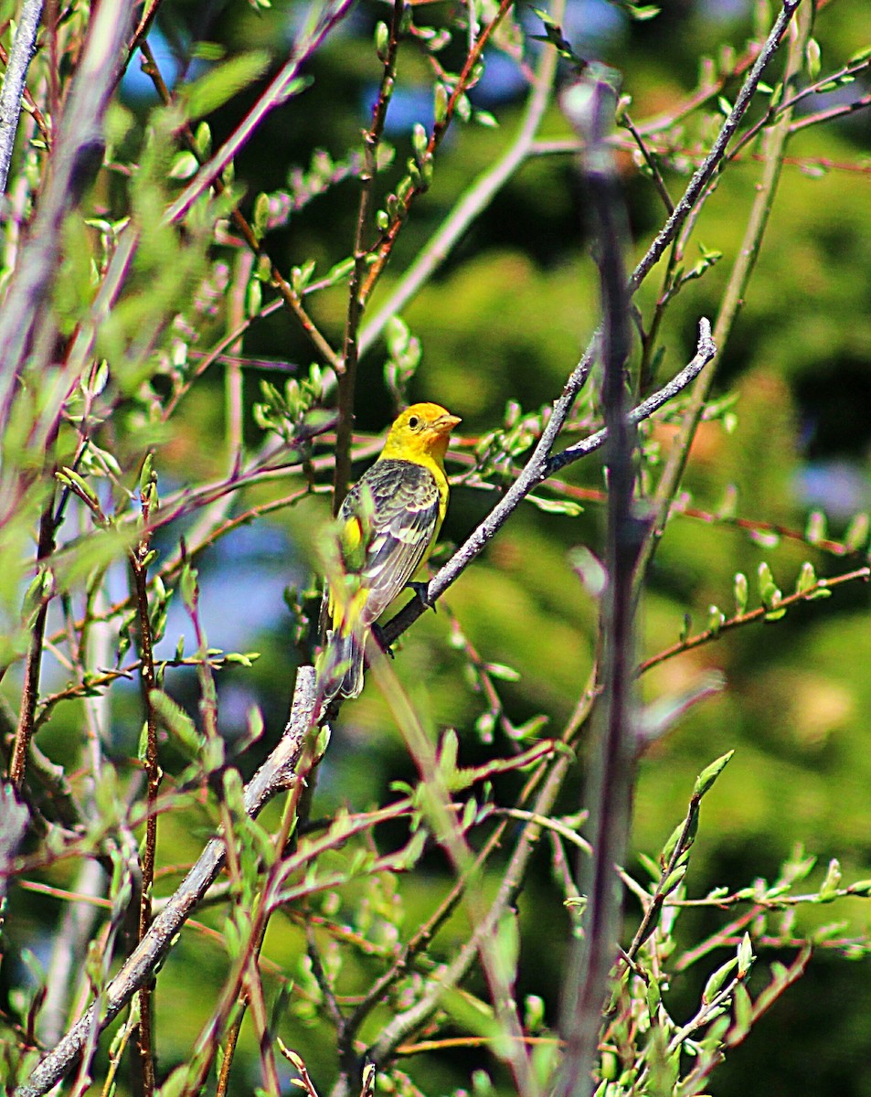 Western Tanager - ML237660681