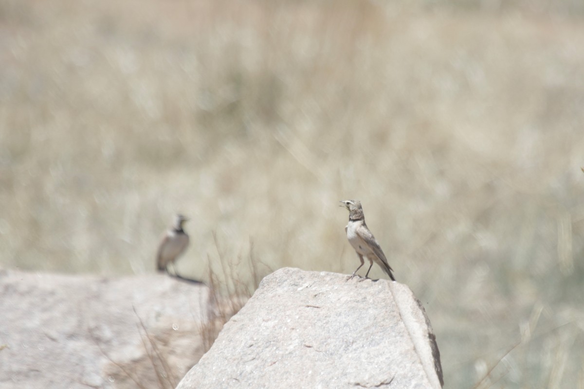 Horned Lark - ML237661121