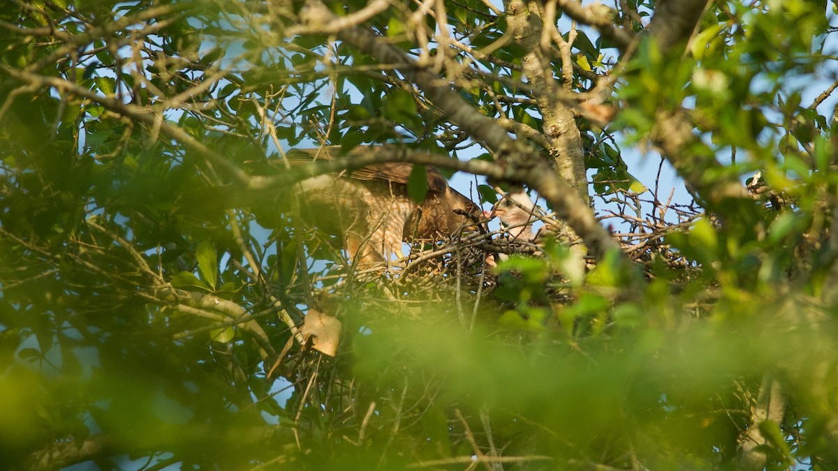 Cooper's Hawk - ML237661191