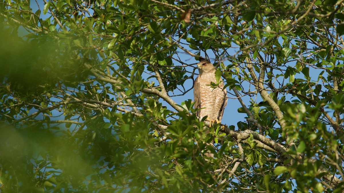 Cooper's Hawk - ML237661211