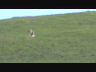 Prairie Falcon - ML23766161