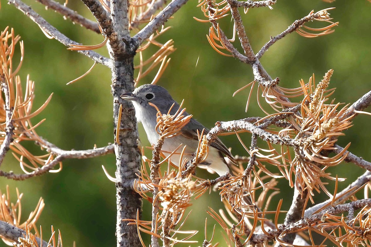 Gray Vireo - ML237662851