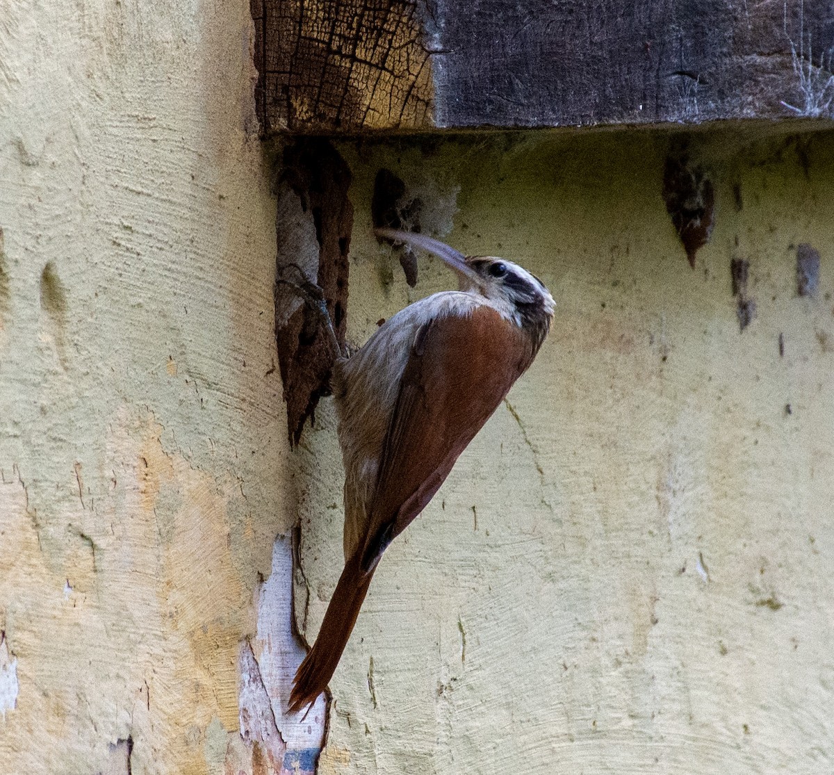 Narrow-billed Woodcreeper - ML237663021