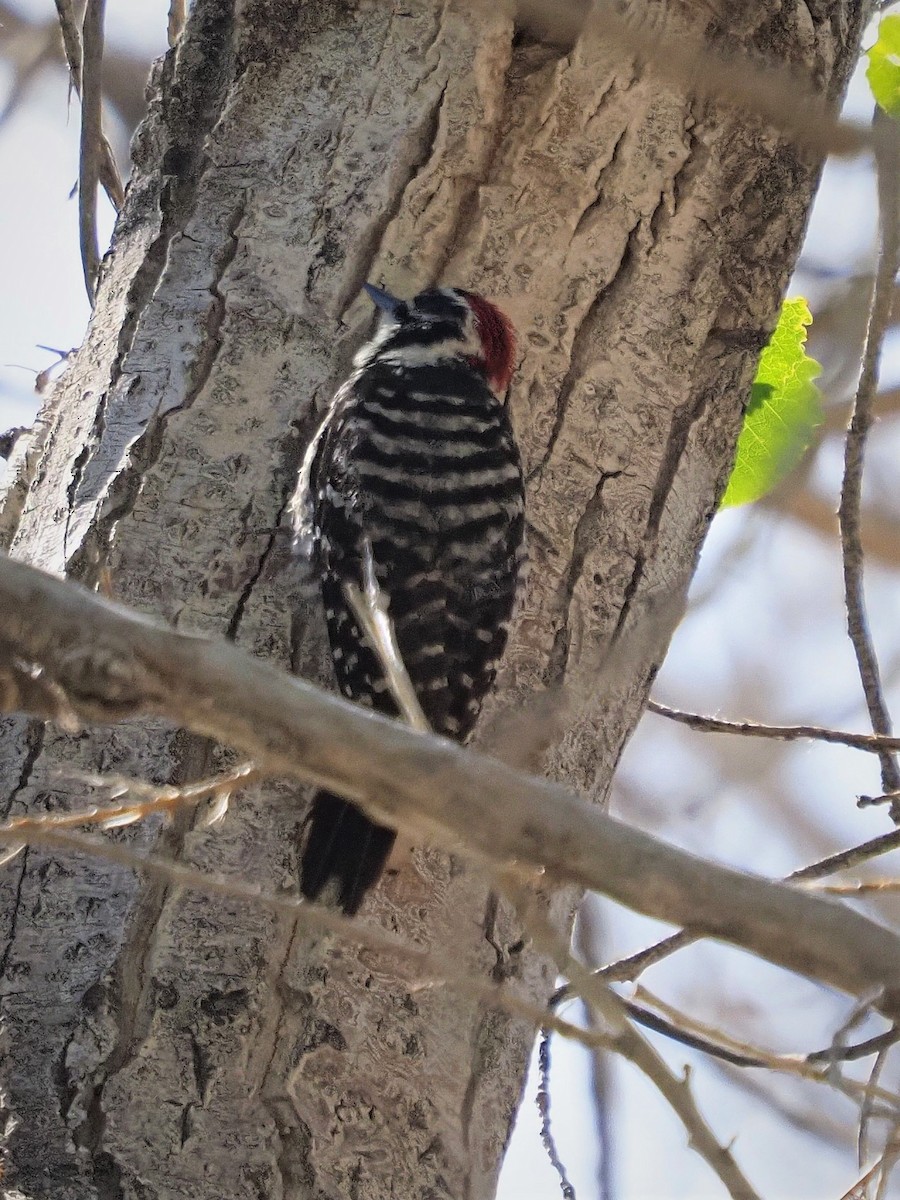 Ladder-backed Woodpecker - ML237663951