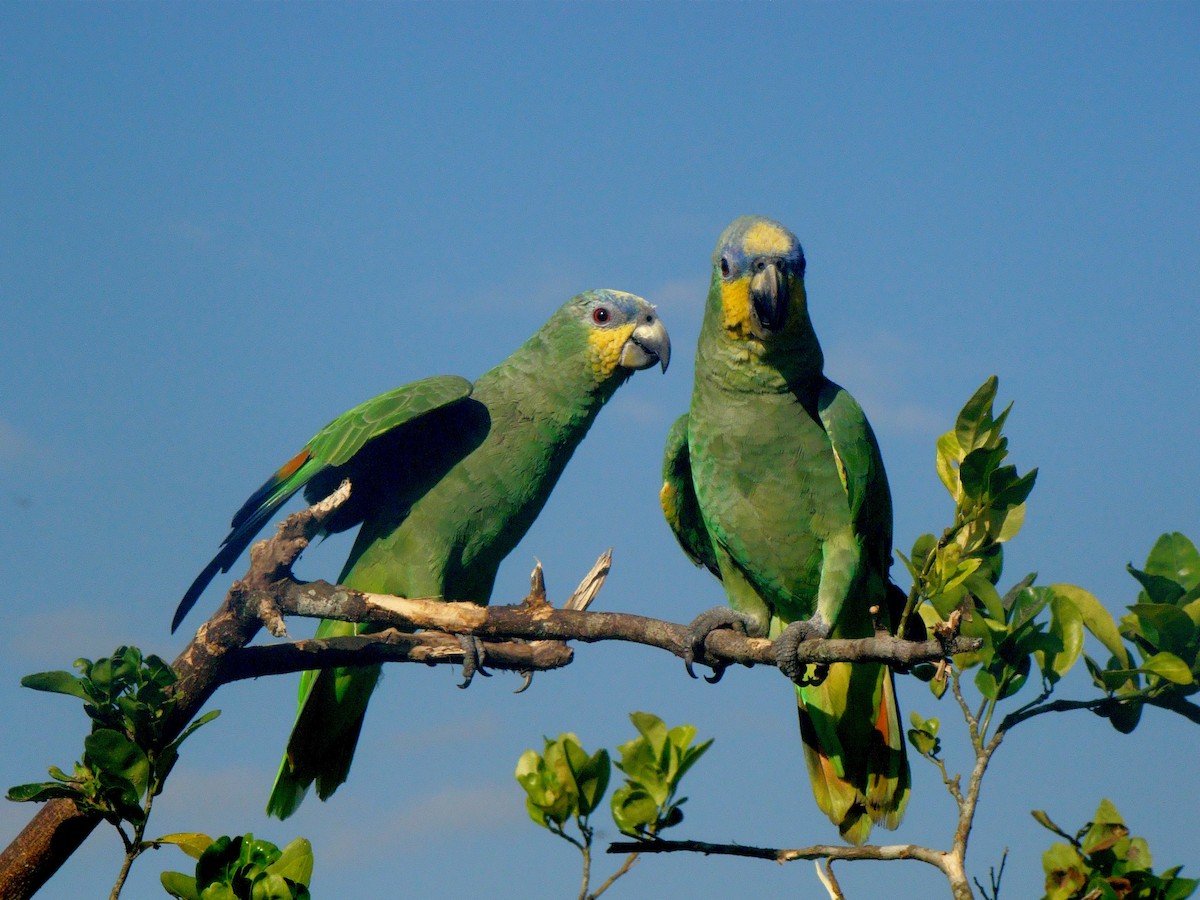 Orange-winged Parrot - ML237664501