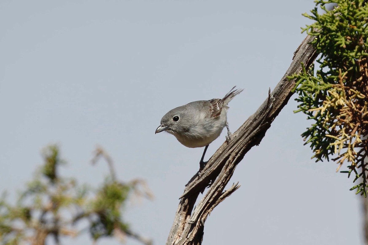 Gray Vireo - ML237664751