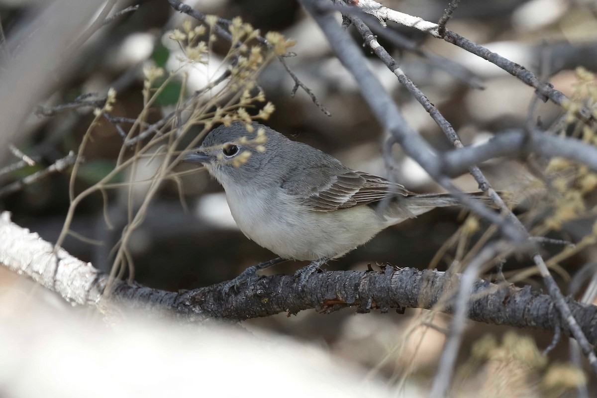 Gray Vireo - ML237664781