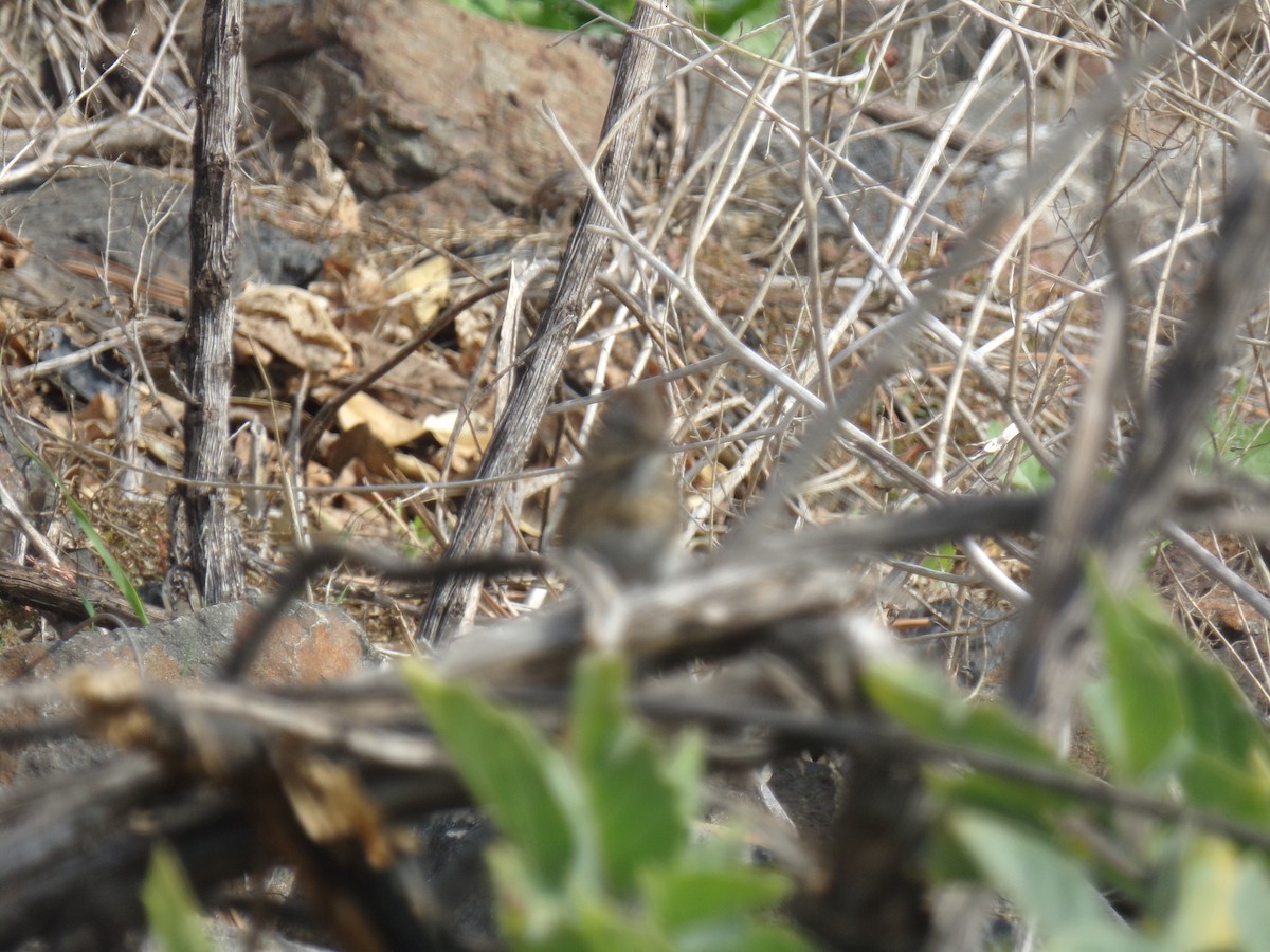 Lincoln's Sparrow - ML23766481