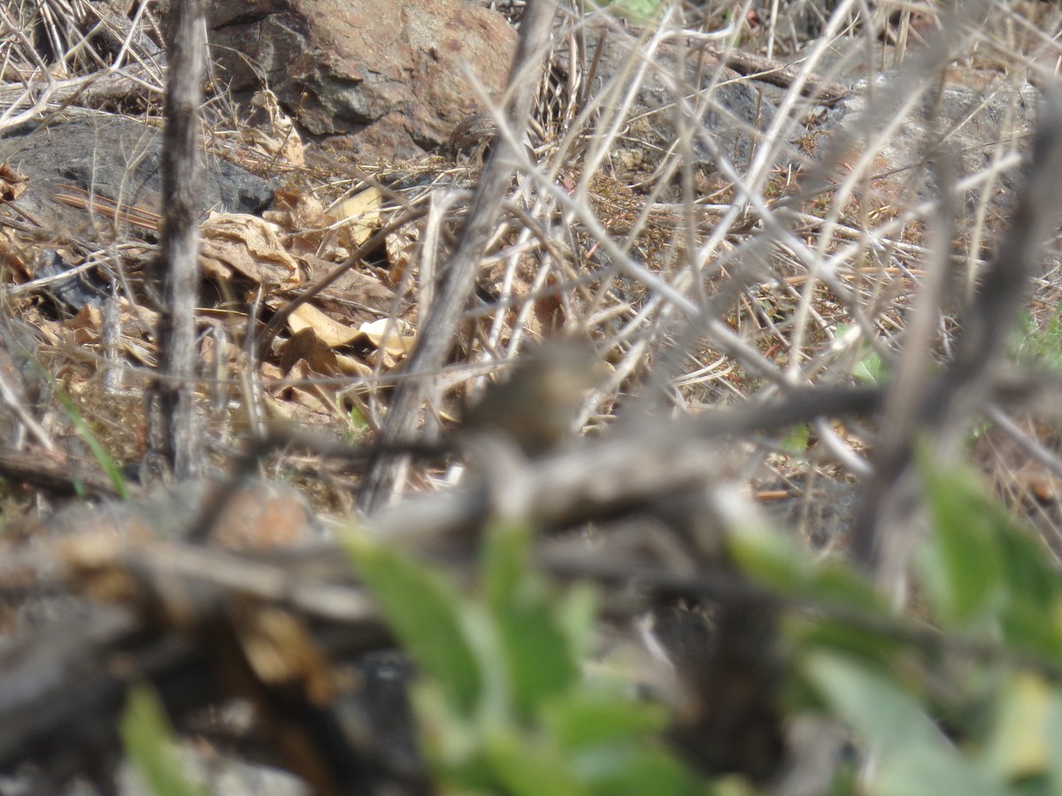 Lincoln's Sparrow - ML23766491