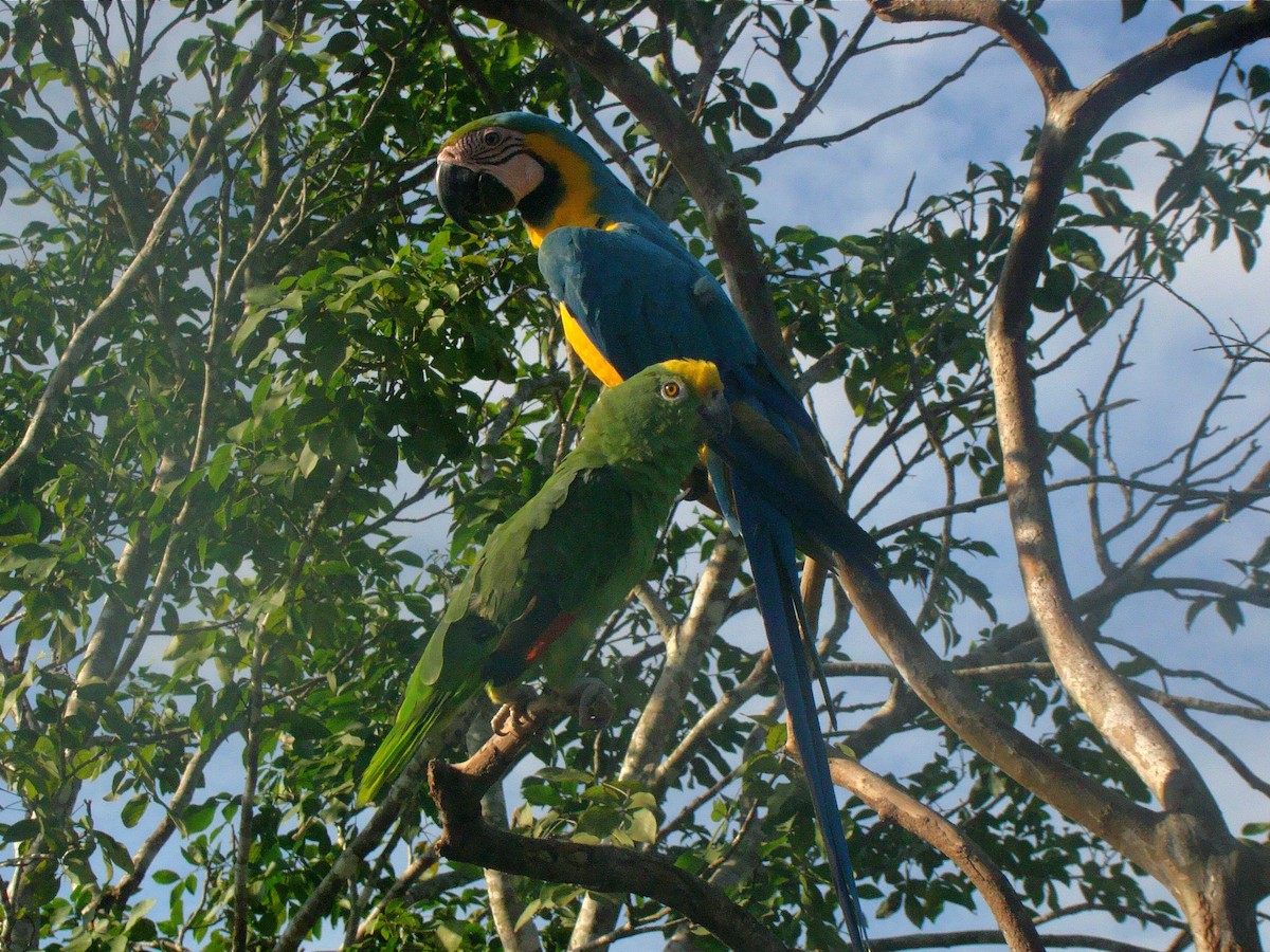 Yellow-crowned Amazon - ML237665191