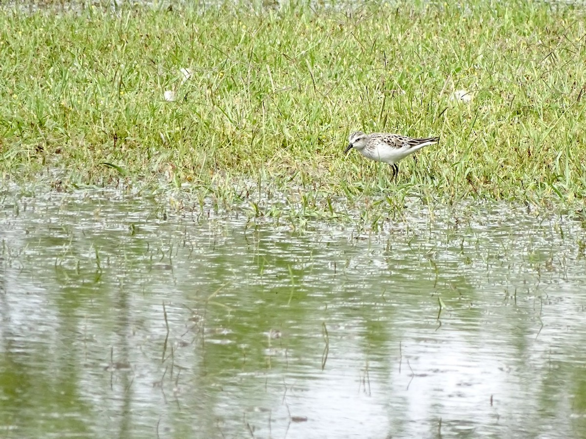 Semipalmated Sandpiper - ML237666111