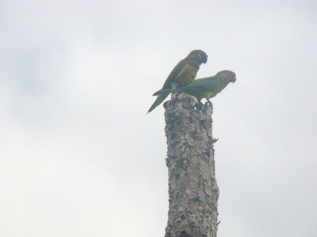 Brown-throated Parakeet - Jhon Sastoque Rodríguez