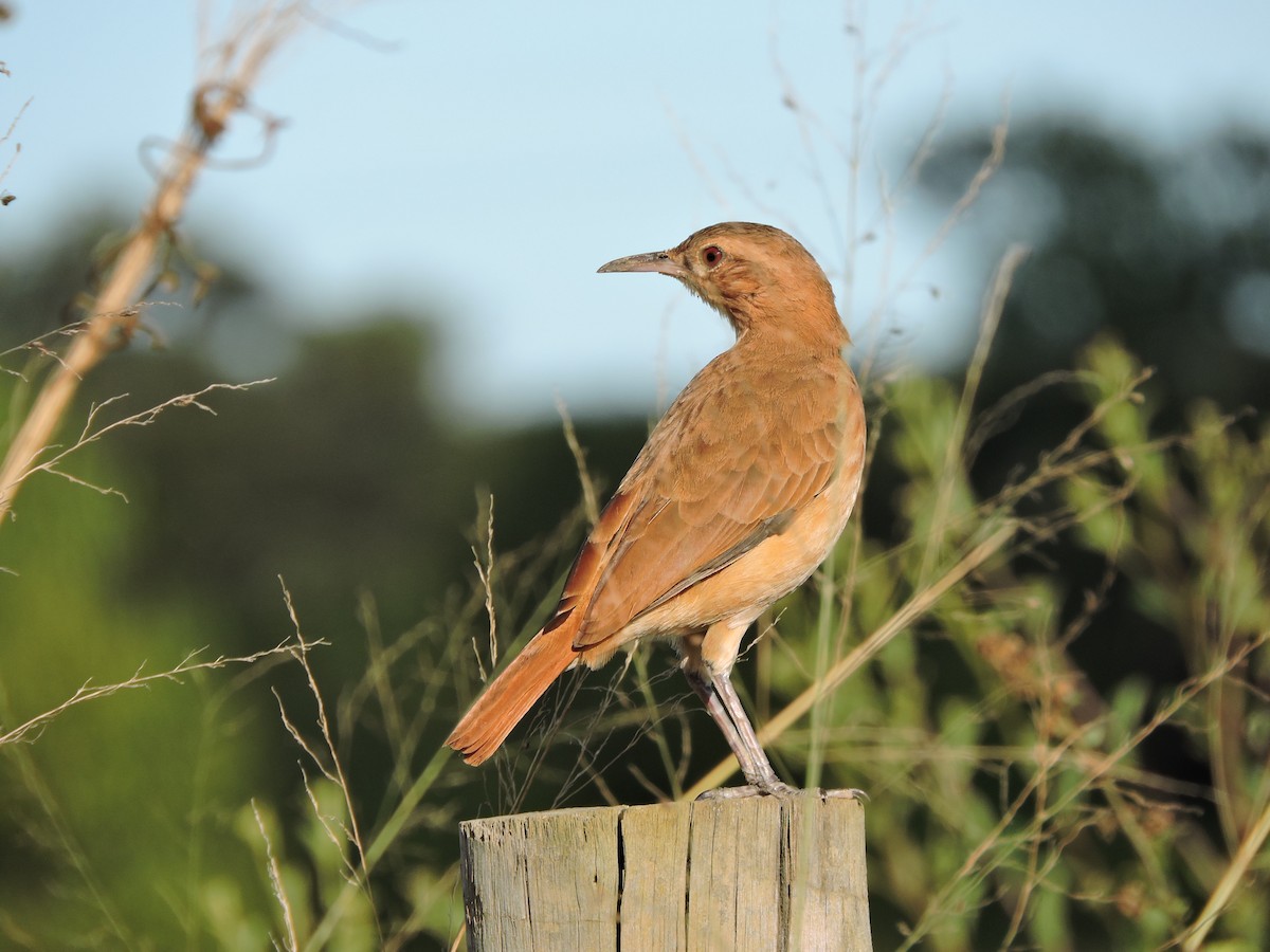 Rufous Hornero - ML237668651