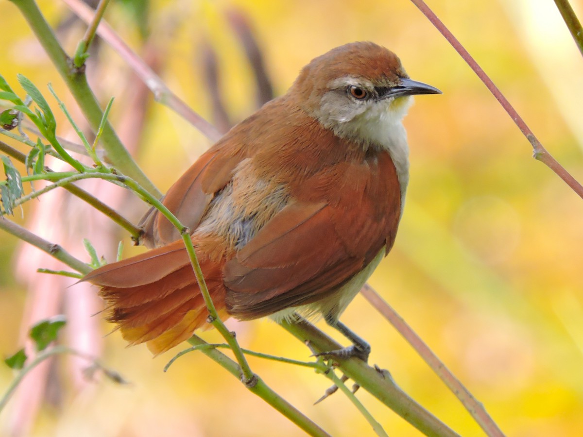 Yellow-chinned Spinetail - ML237668741