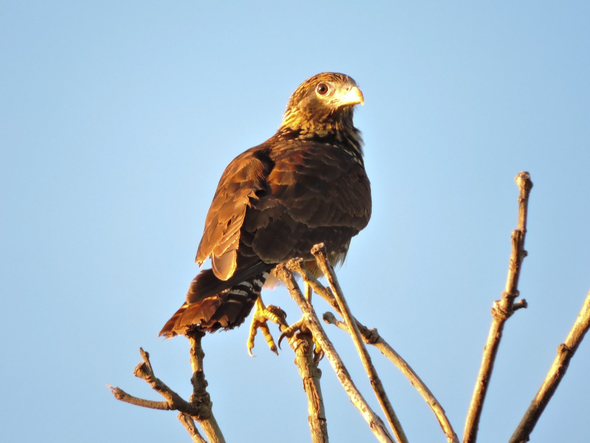 Yellow-headed Caracara - ML237669121