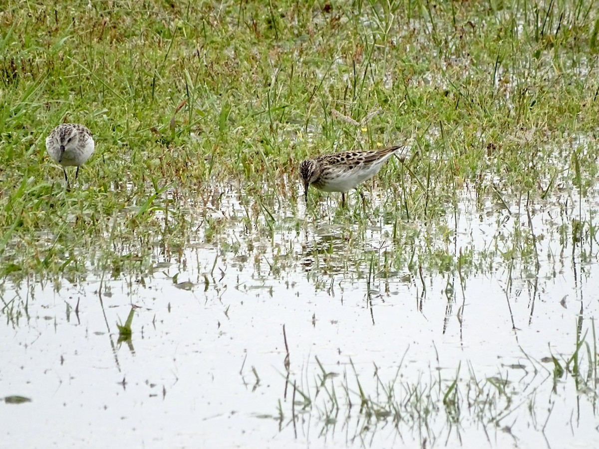 Least Sandpiper - ML237670261