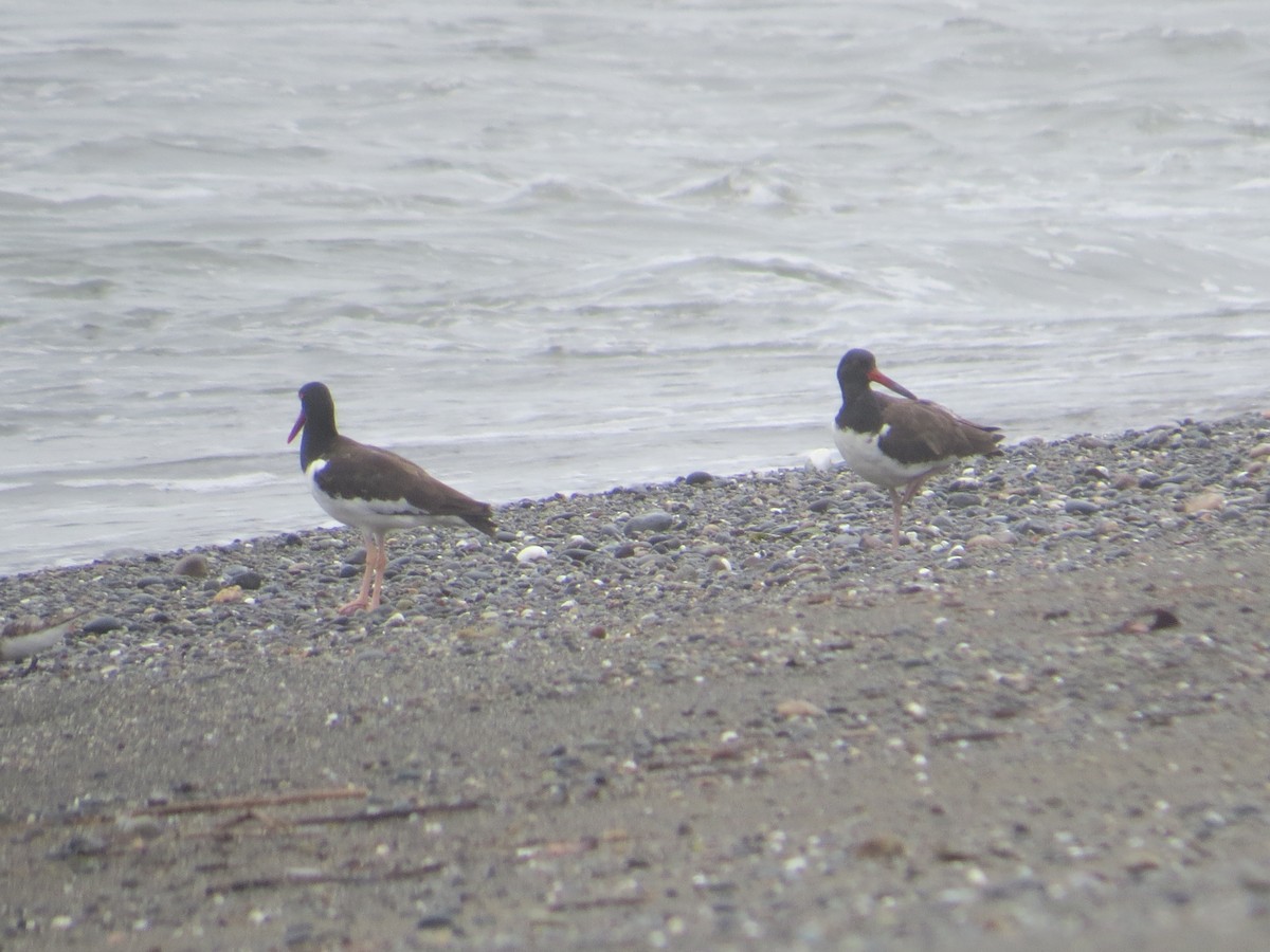 American Oystercatcher - ML237670451