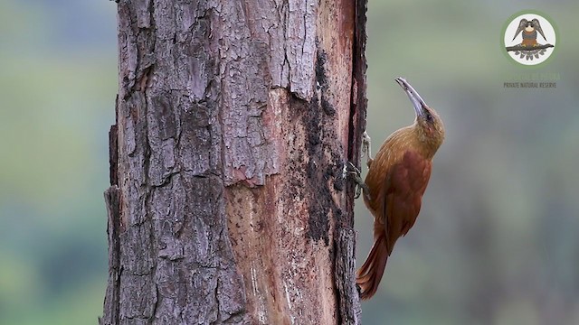 Great Rufous Woodcreeper - ML237671651