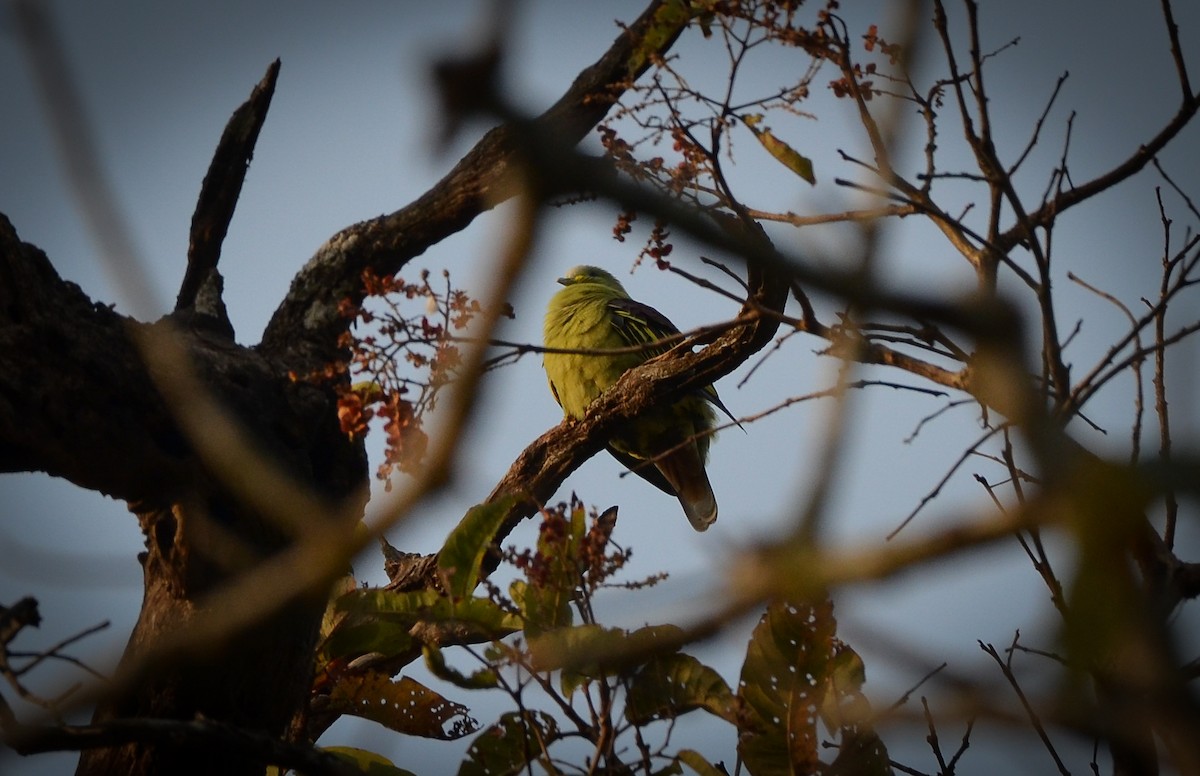 Yellow-footed Green-Pigeon - Venkatesh  R