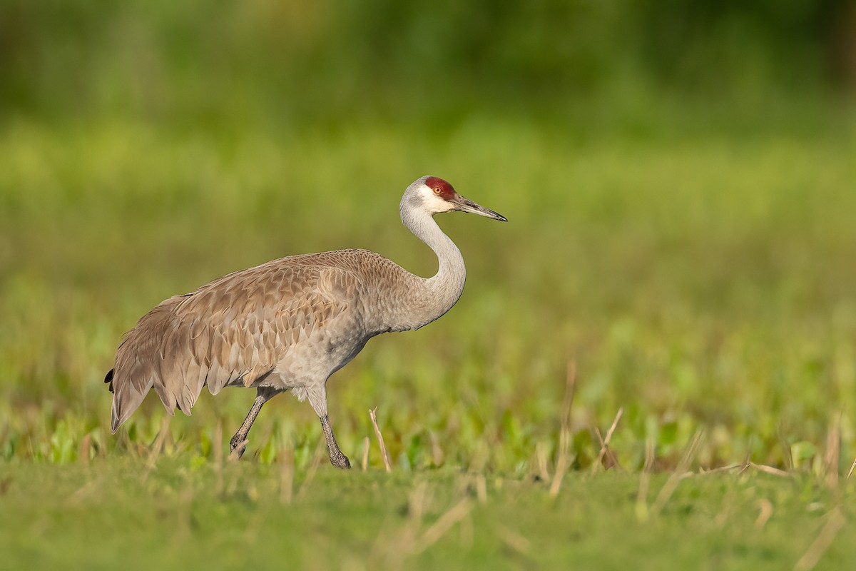 Sandhill Crane - ML237673631