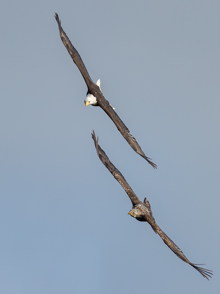 Bald Eagle - ML237674281