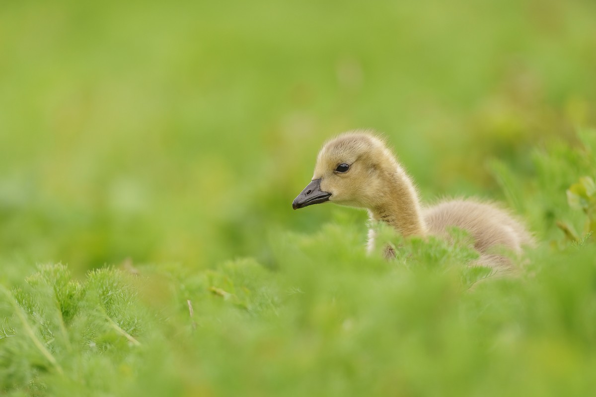 Canada Goose - ML237674391