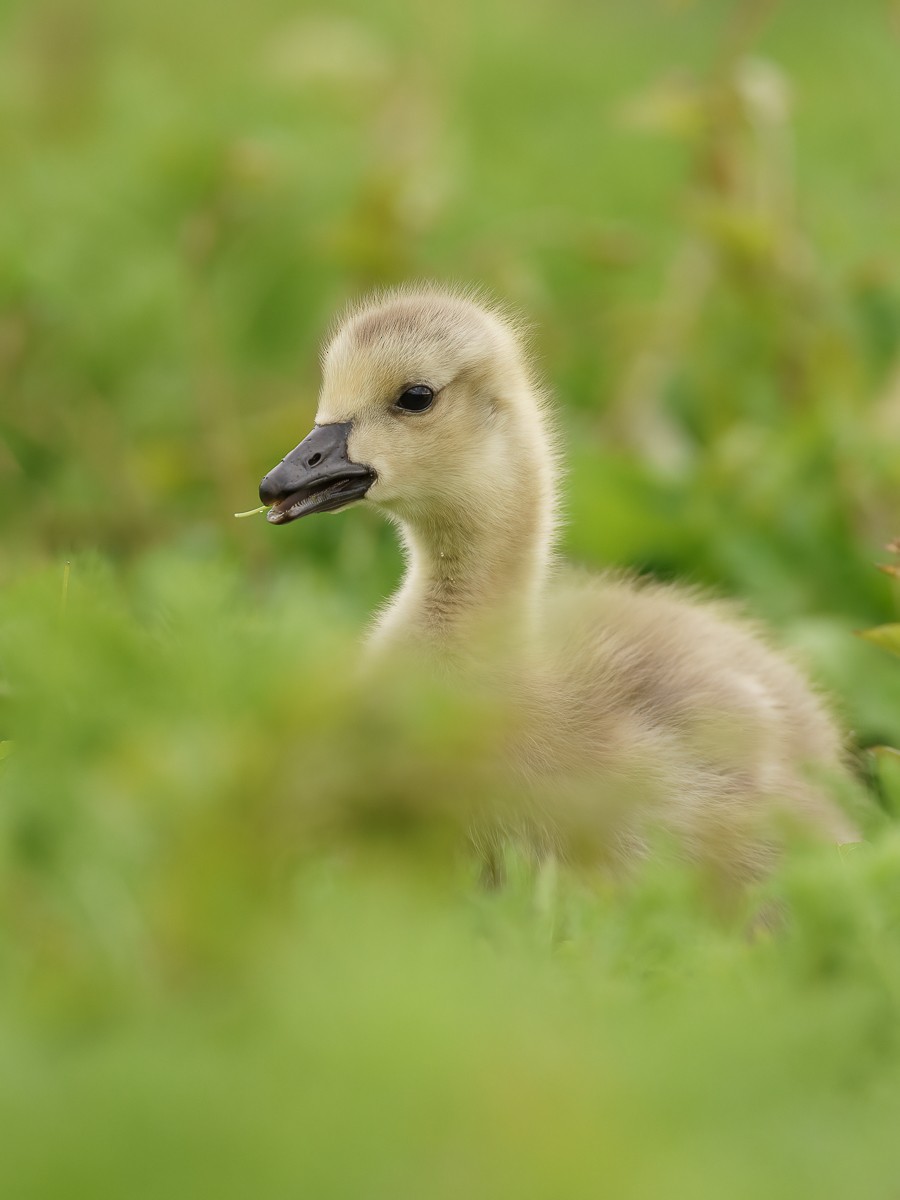 Canada Goose - ML237674401