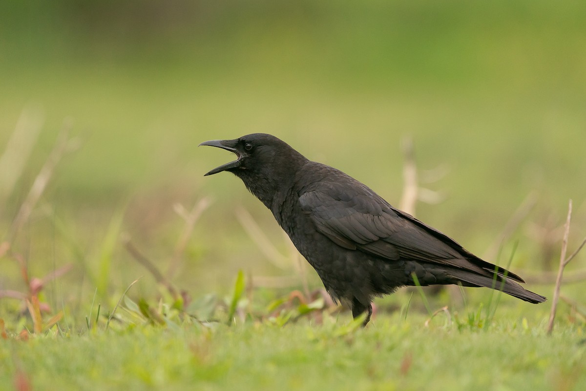 American Crow - ML237676181