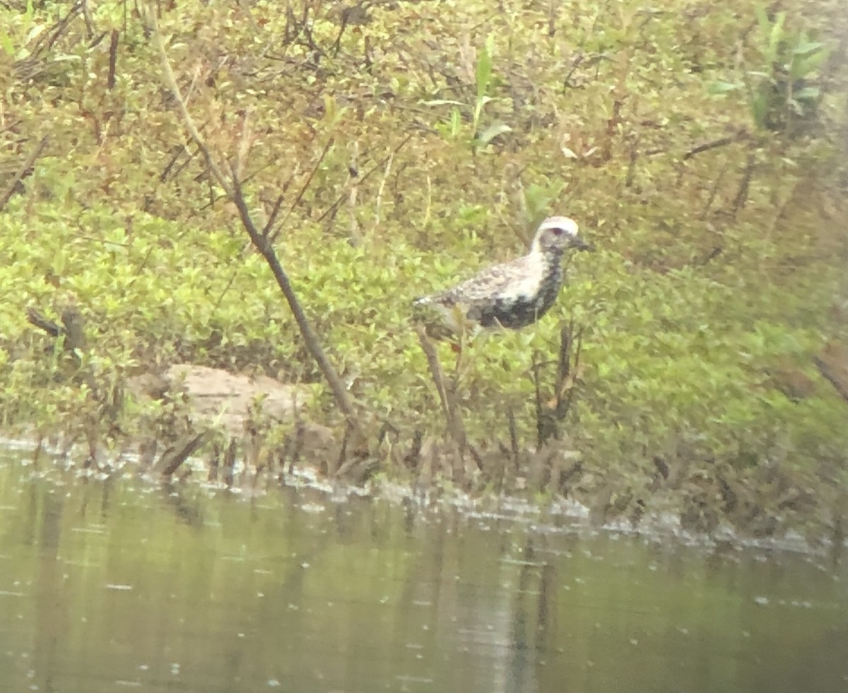 Black-bellied Plover - ML237676281