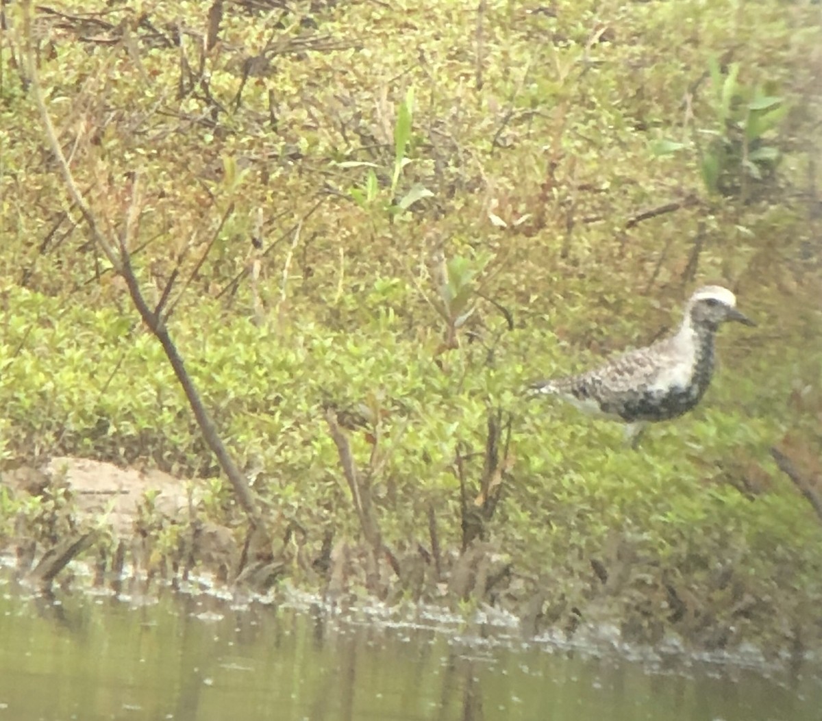 Black-bellied Plover - ML237676331