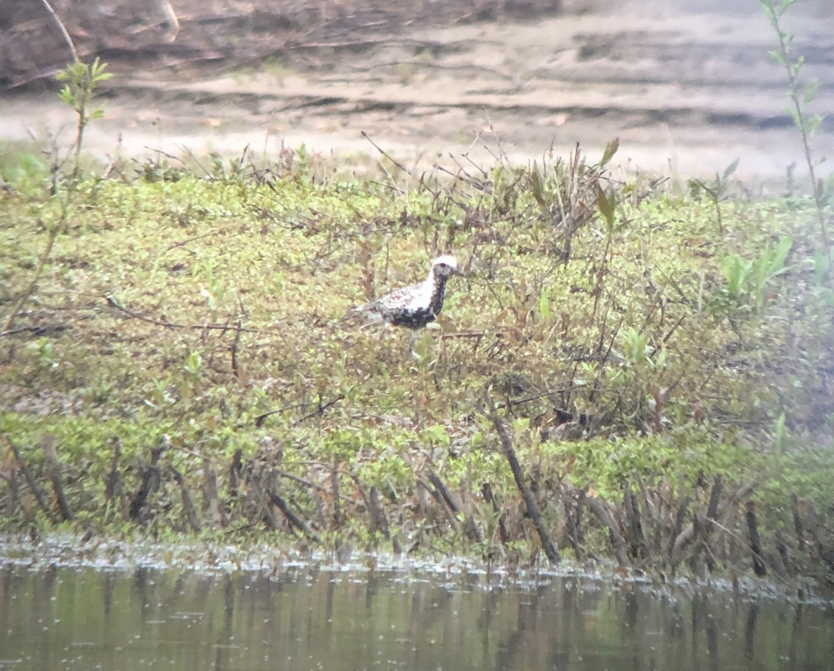 Black-bellied Plover - Jonathan DeBalko