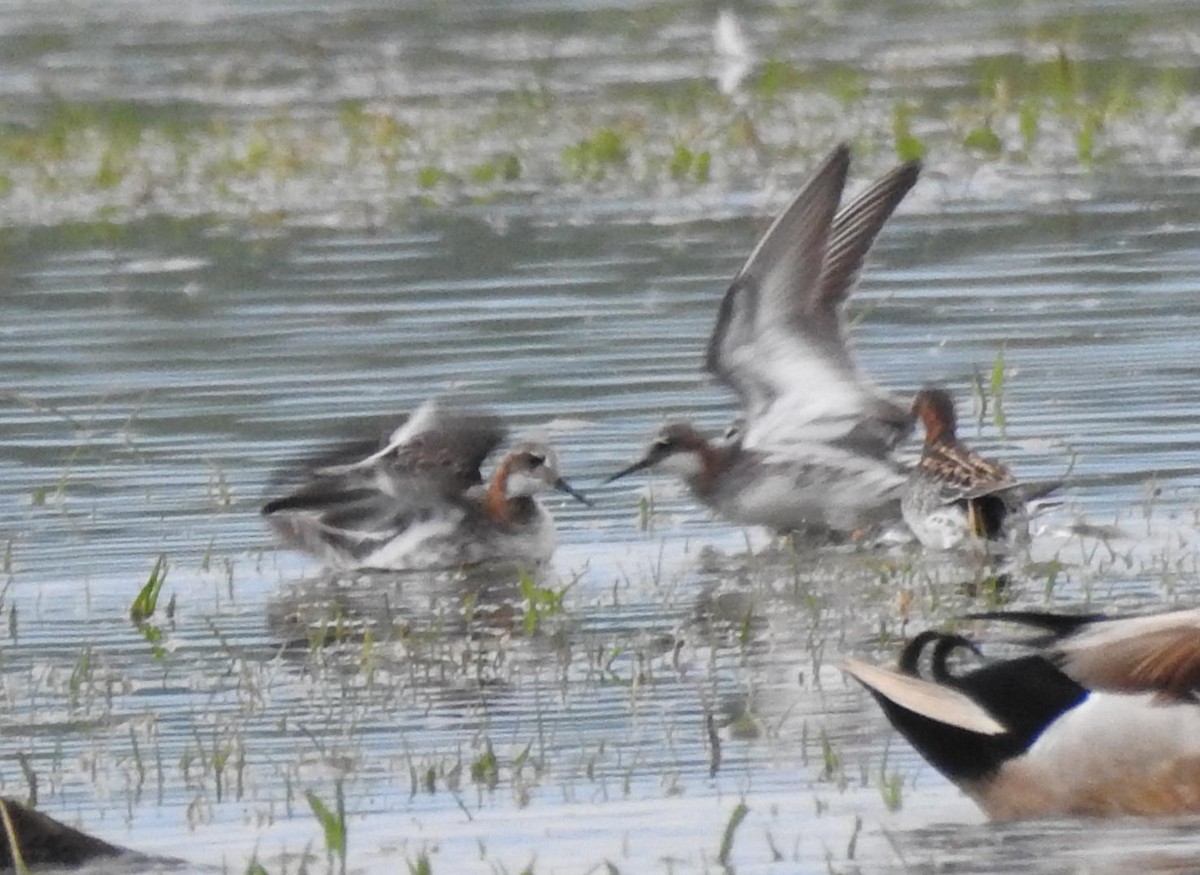 Phalarope à bec étroit - ML237677681