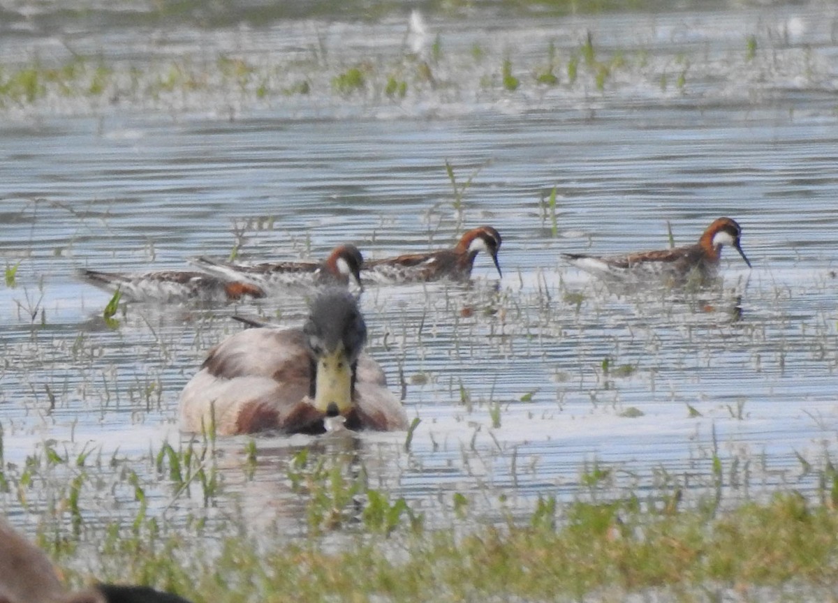 Red-necked Phalarope - JOSEPH MAGURA