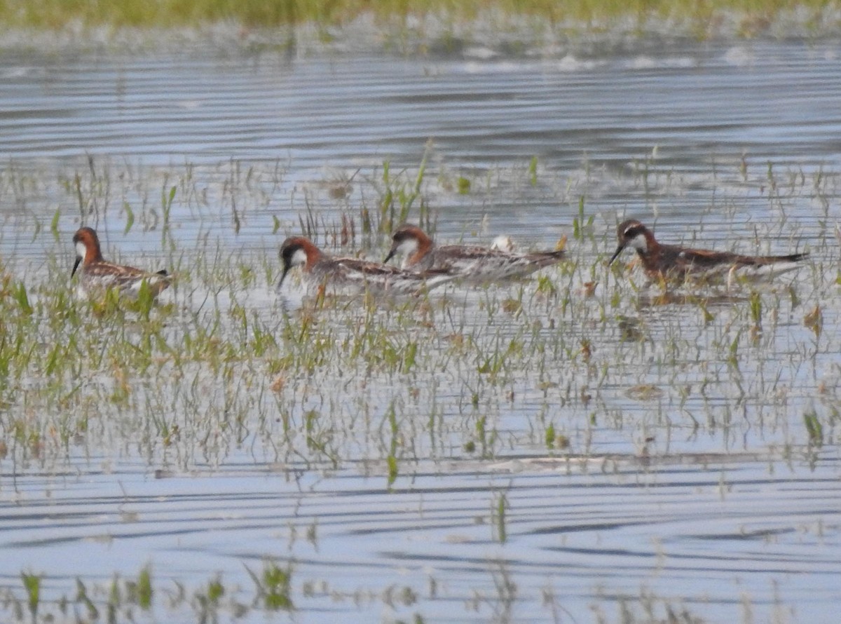 Red-necked Phalarope - ML237677711