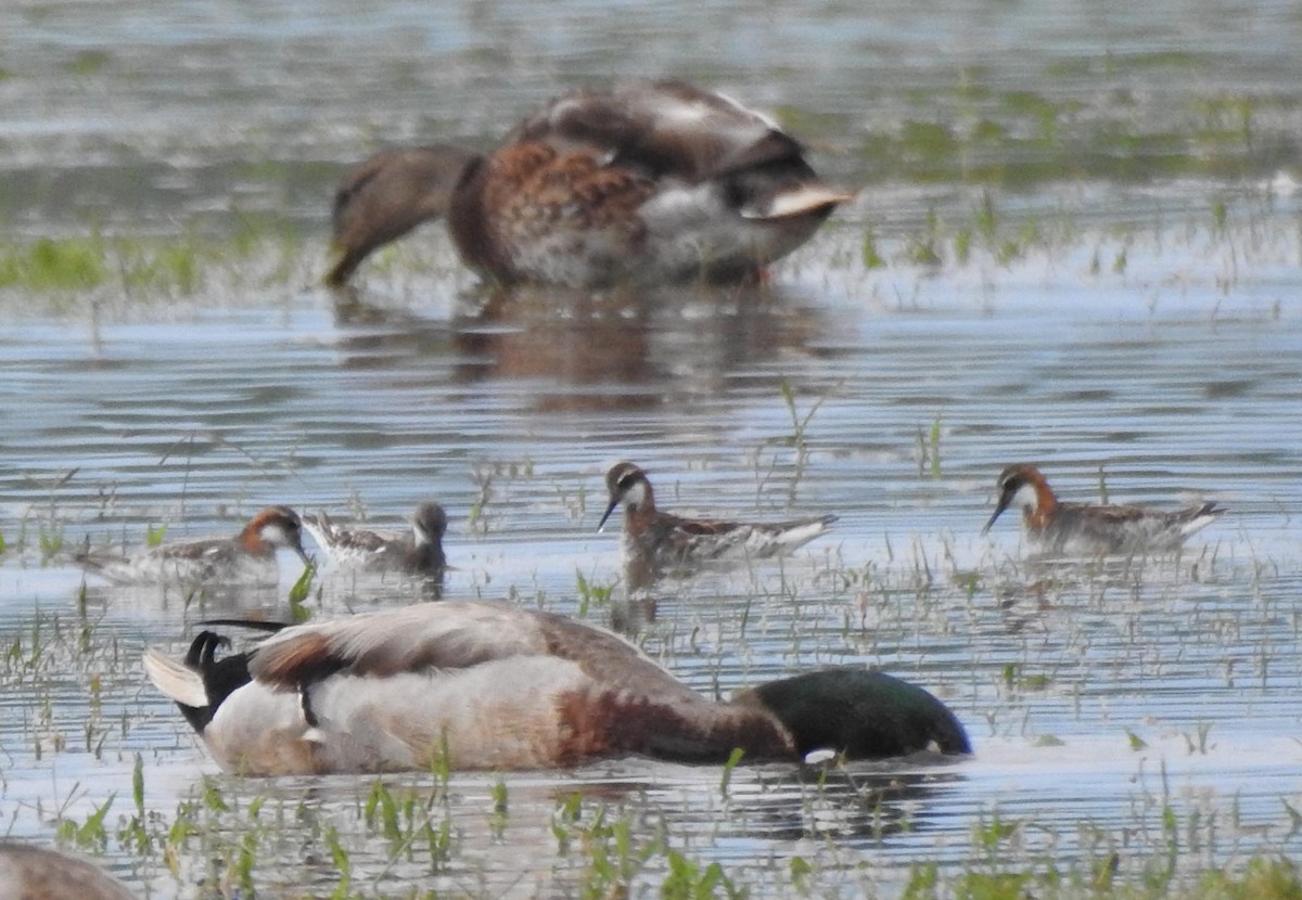 Red-necked Phalarope - JOSEPH MAGURA