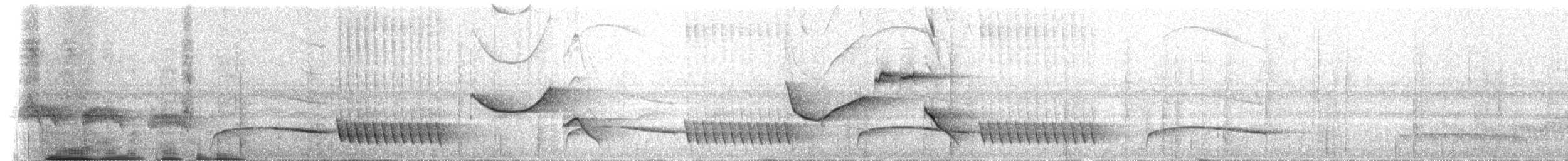 Coraya Wren - ML237678