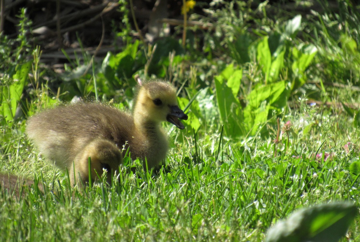 Canada Goose - ML237679351