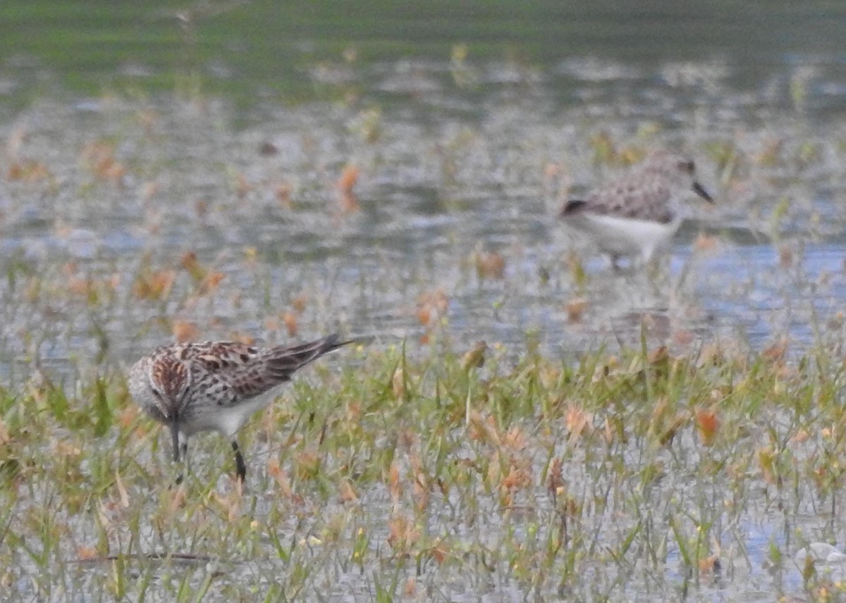 White-rumped Sandpiper - ML237679691