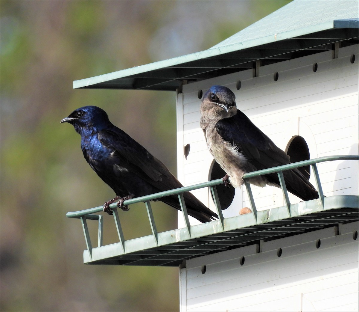 Purple Martin - ML237680581