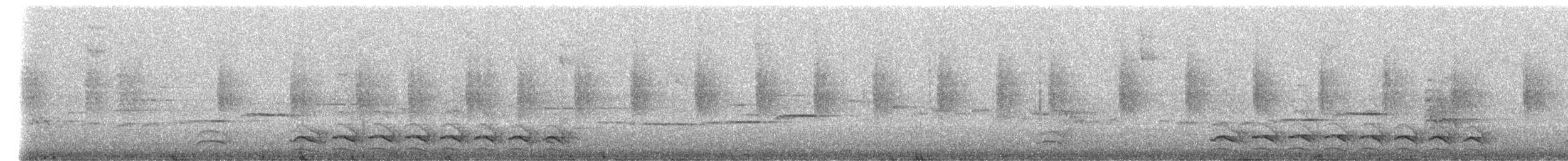 Thamnophilus sp. - ML237681