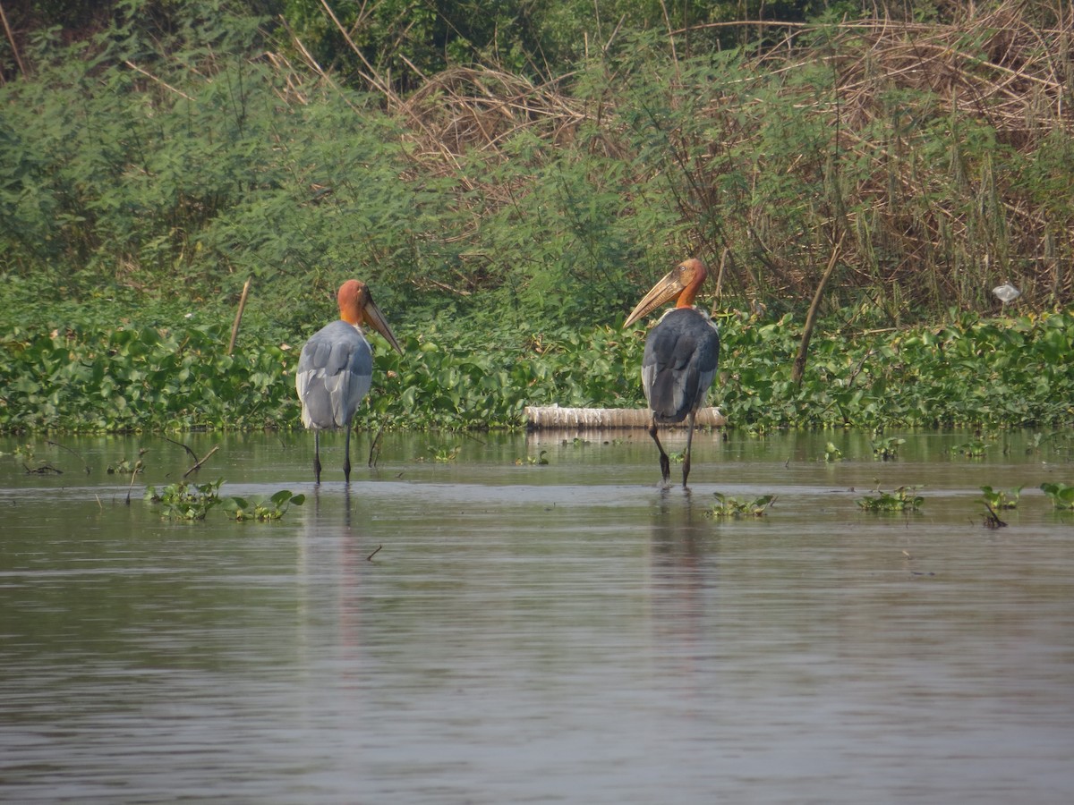 Greater Adjutant - Lean Huth (CBGA)