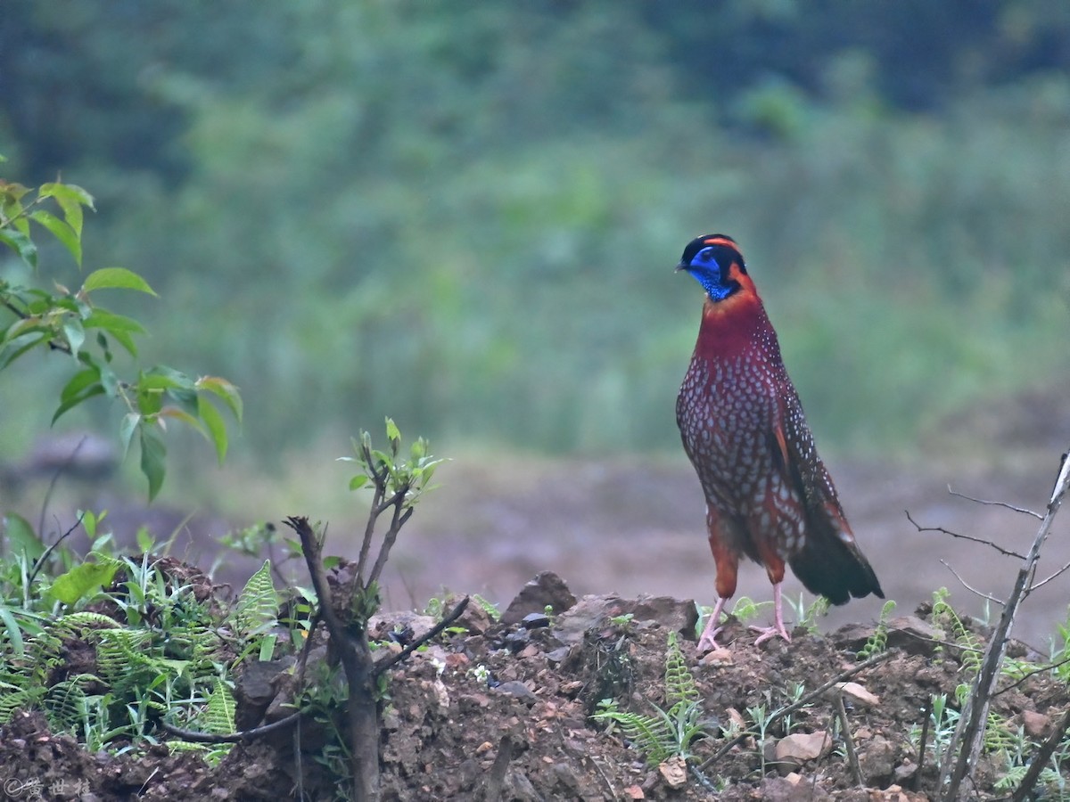 Temminck's Tragopan - Shigui Huang