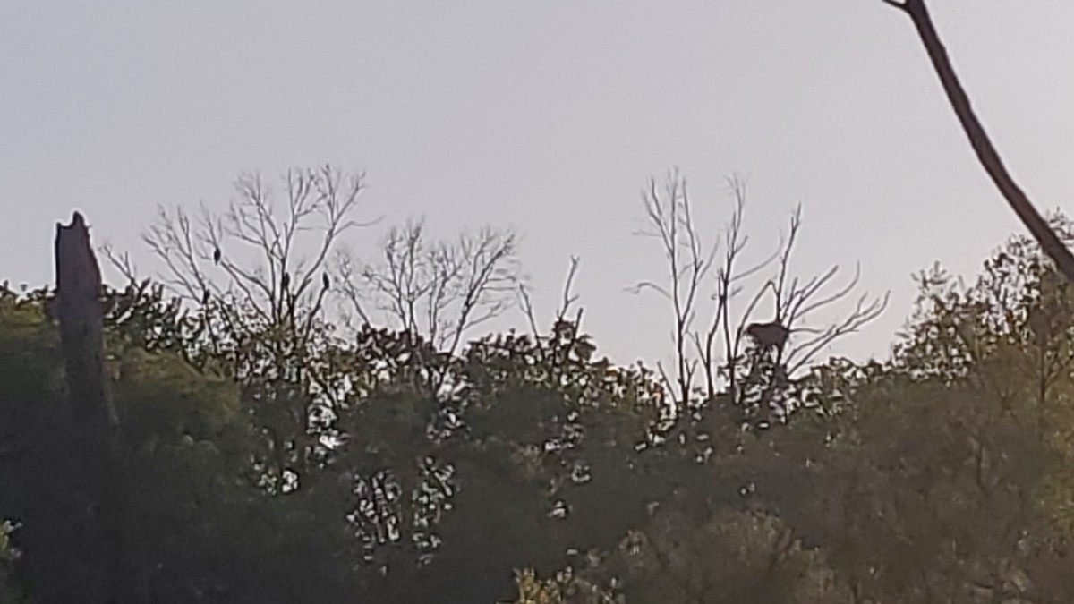 Bald Eagle - ML237683131