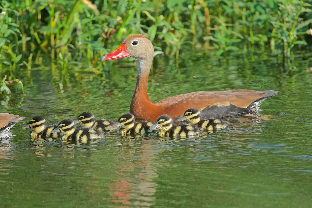 Black-bellied Whistling-Duck - Harlan Stewart