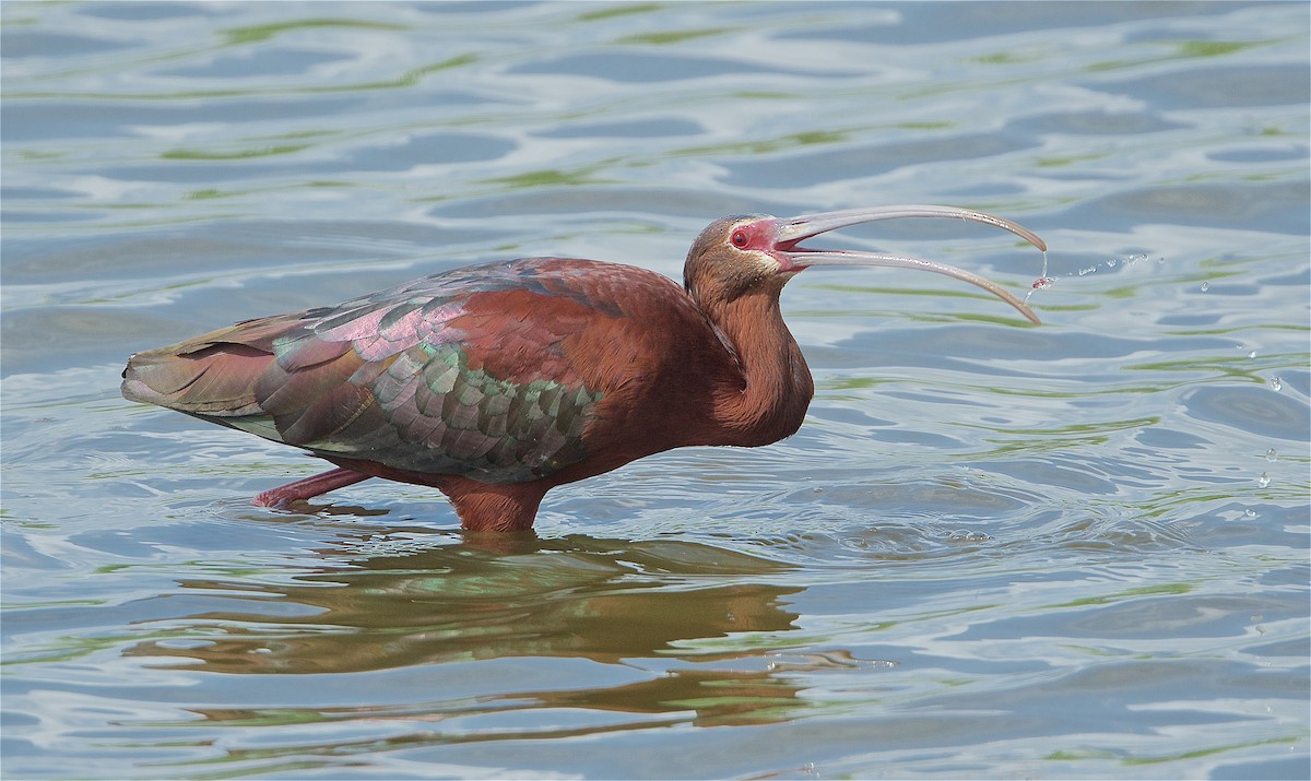 White-faced Ibis - Harlan Stewart