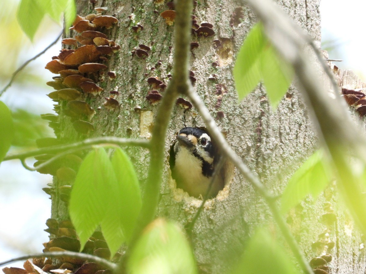 Hairy Woodpecker - ML237685251