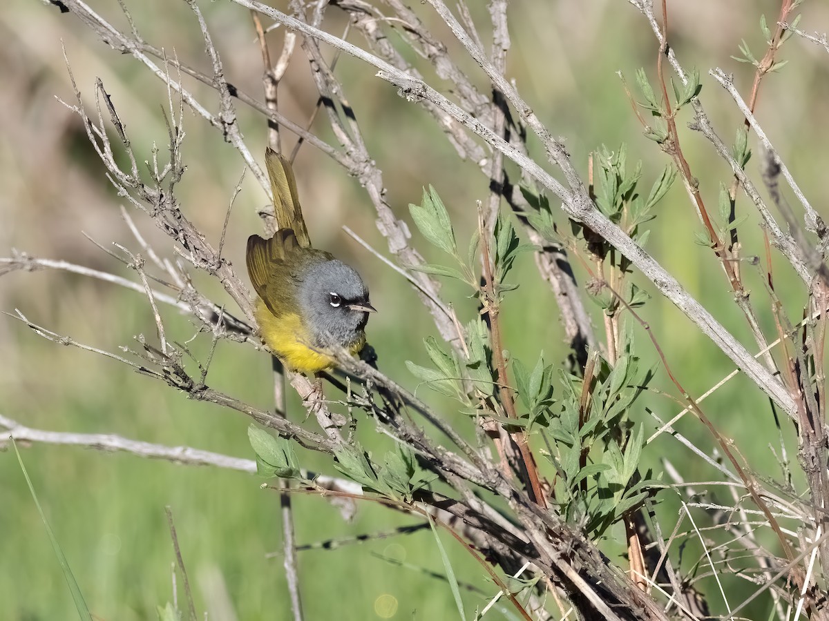 MacGillivray's Warbler - Steve Wickliffe