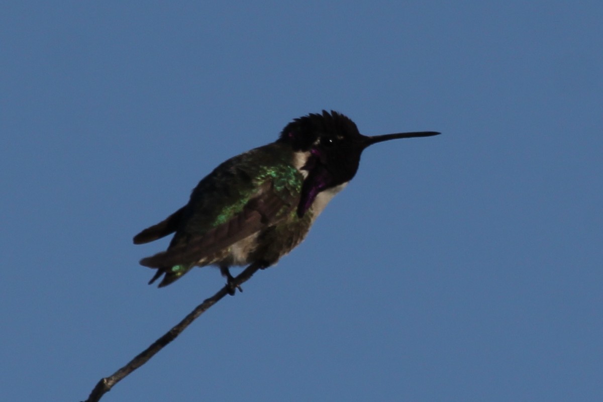 Costa's Hummingbird - ML237687981