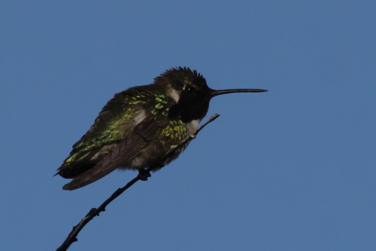 Costa's Hummingbird - ML237687991